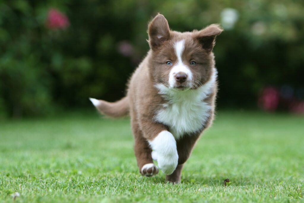 Adorable Spotted Puppy Running on Lush Green Lawn Wallpaper