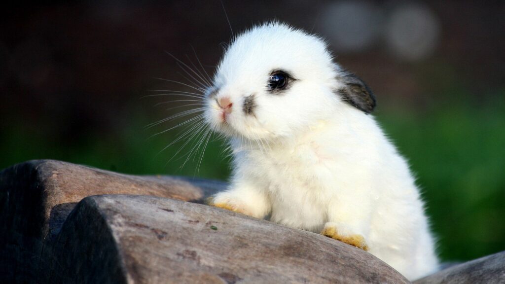 Spotted Rabbit on Wooden Surface: Fluffy Fur & Blurred Nature Background Wallpaper