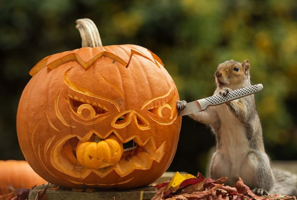 Adorable Squirrel Carving Spooky Halloween Pumpkin - Autumn Wallpaper