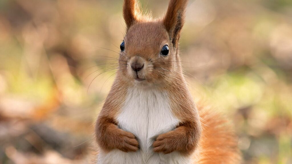 Adorable Squirrel Close-Up Wallpaper: 1920x1080 Nature Theme
