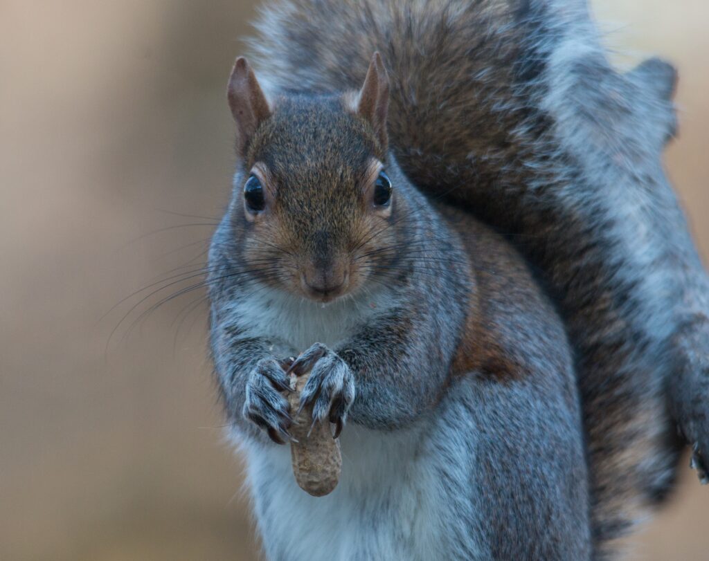Charming Squirrel Close-Up Wallpaper with Blurred Natural Background