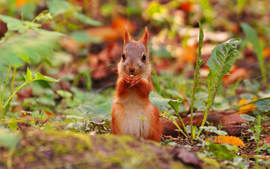 Charming Squirrel Wallpaper: Tranquil Forest Scene with Autumn Hues