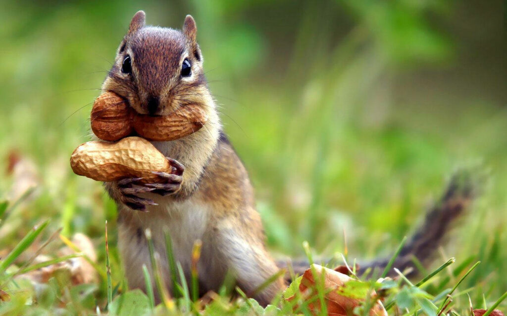 Charming Squirrel Wallpaper Surrounded by Lush Green Grass