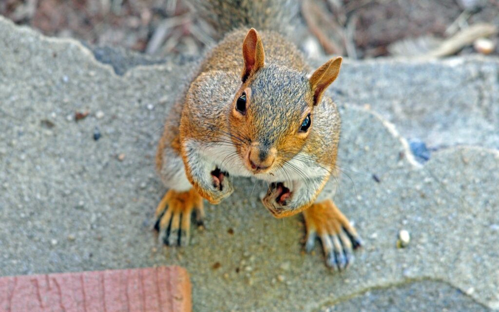 Adorable Squirrel Wallpaper: Cute & Curious 1920x1200 Background
