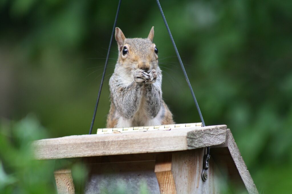 Adorable Squirrel Enjoying Snack in Lush Green Background Wallpaper