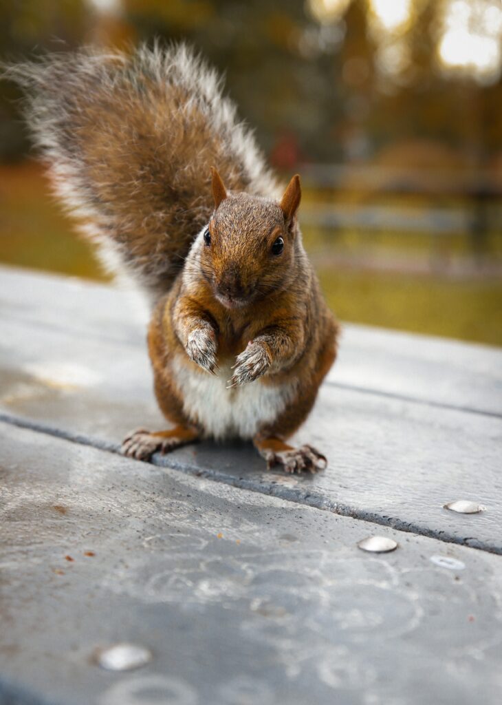 Adorable Squirrel Wallpaper: Cute & Whimsical Background Design