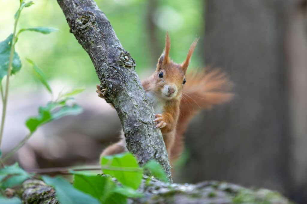 Adorable Squirrel on Tree Branch - Vibrant Wildlife Wallpaper