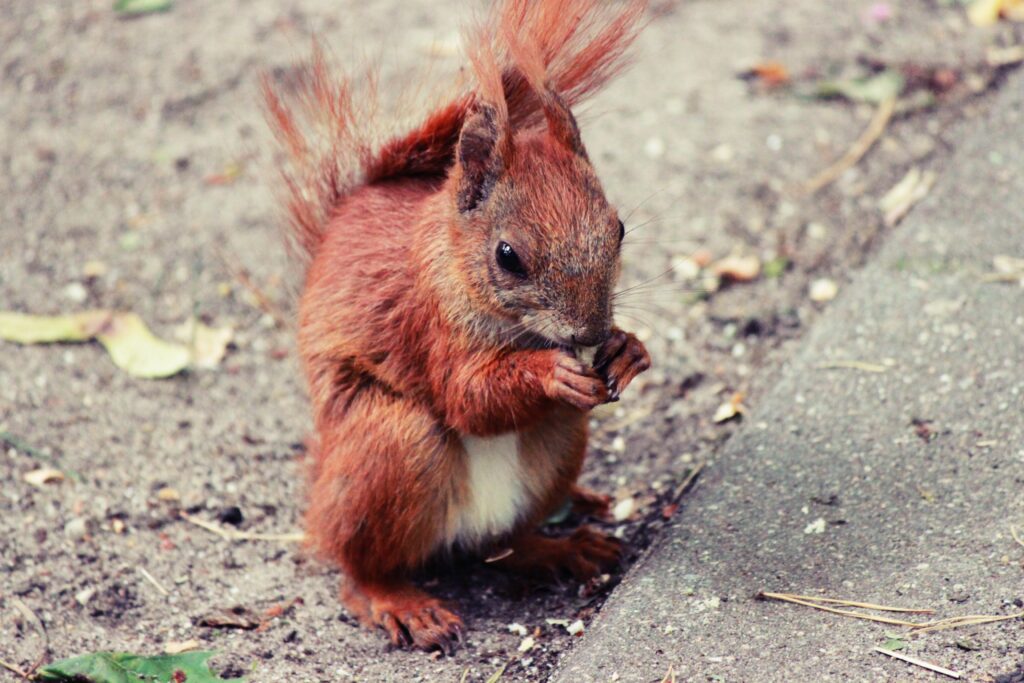 Cute Squirrel Wallpaper: Adorable High-Res Snack Time Scene