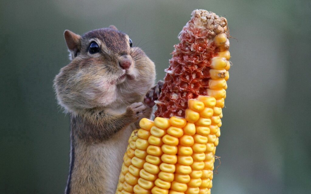 Adorable Squirrel Enjoys Corn Cob - Vibrant Nature Wallpaper