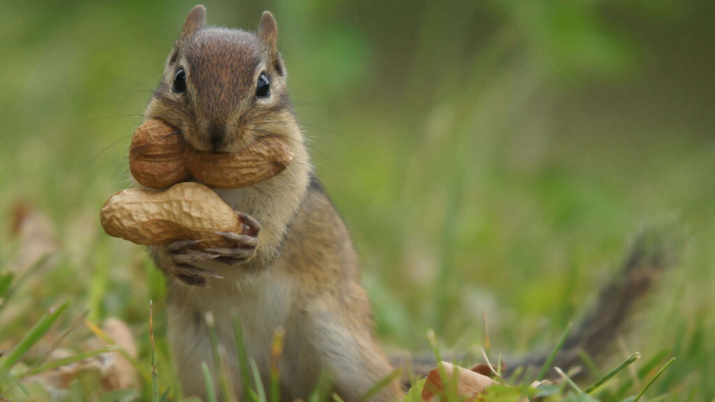 Adorable Squirrel Holding Peanuts - Charming Wallpaper Background