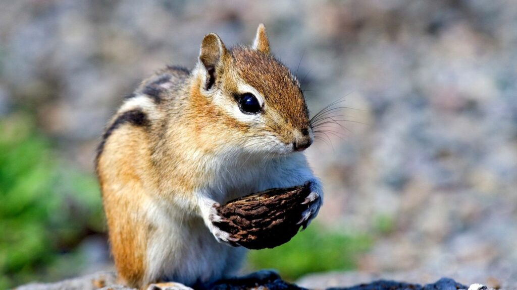 Cute Squirrel Holding Nut - Blurred Bokeh Background Wallpaper