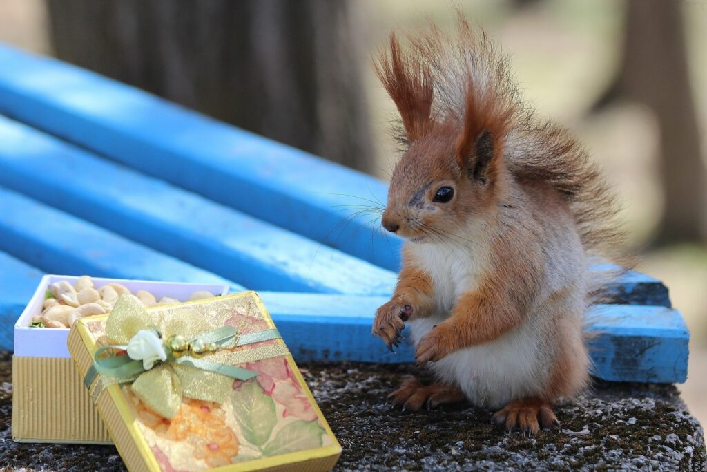 Adorable Squirrel with Colorful Nut-Filled Gift Box - Charming Wallpaper