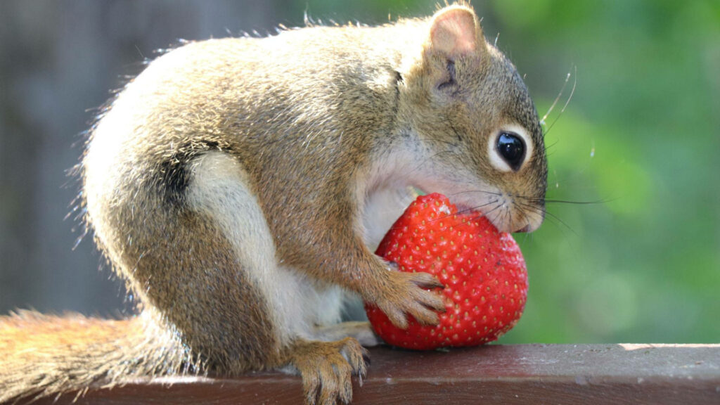 Charming Squirrel with Strawberry Wallpaper for Nature Lovers