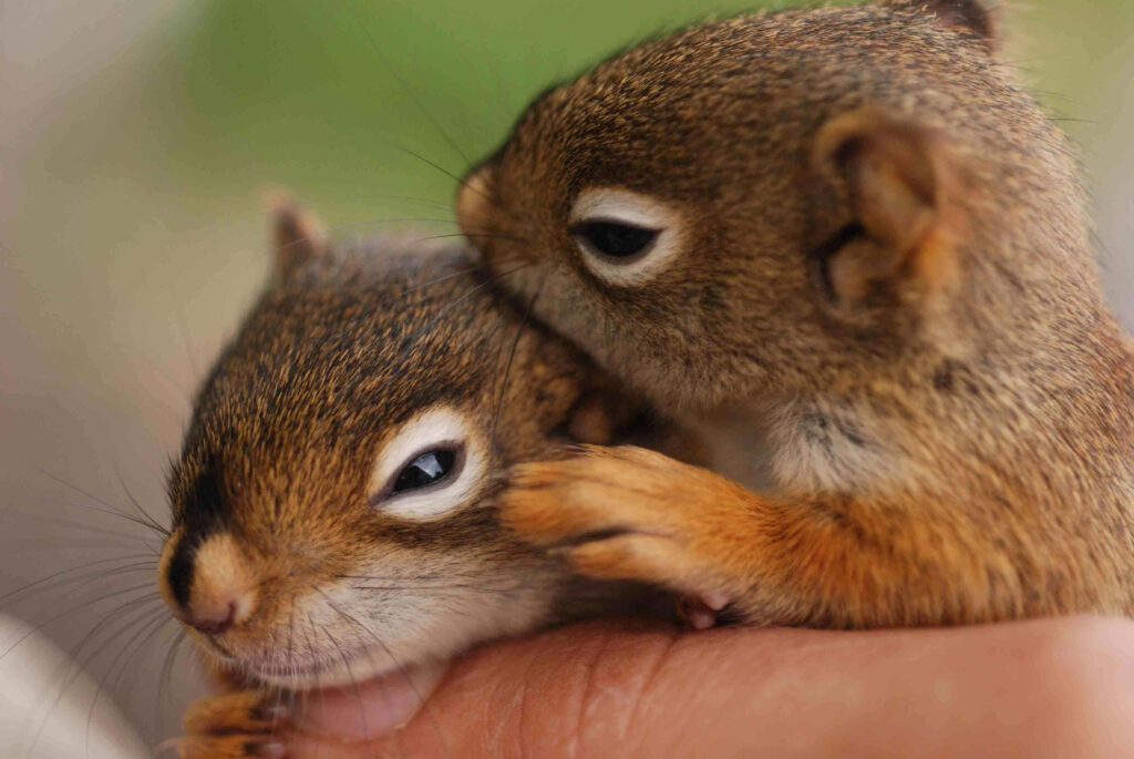 Adorable Squirrels Nuzzling on Hand - Heartwarming Wallpaper