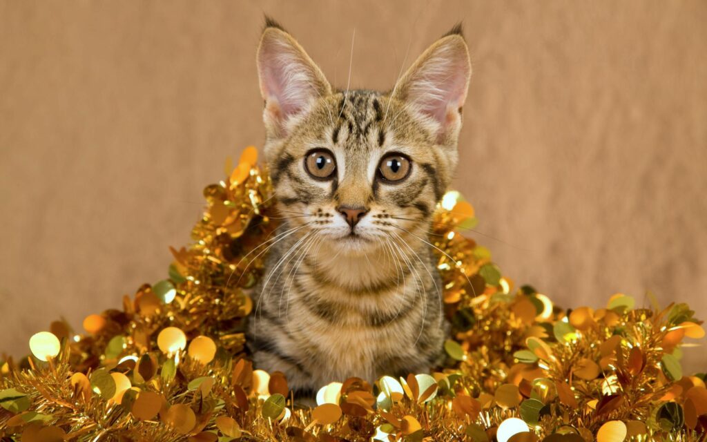 Adorable Striped Cat in Shimmering Golden Tinsel Wallpaper Background
