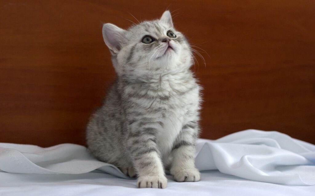 Adorable Striped Kitten on Soft Bedding - High Res 1680x1050 Wallpaper