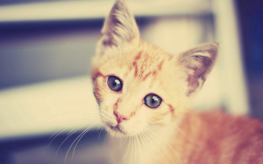 Charming Striped Kitten Wallpaper: Curious & Cozy Background
