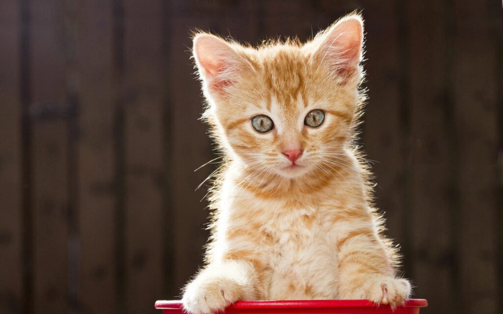 Adorable Kitten Peering Over Red Container - Cozy Background Wallpaper