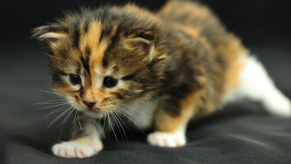 Adorable Striped Kitten Wallpaper: Curious Baby Feline Background