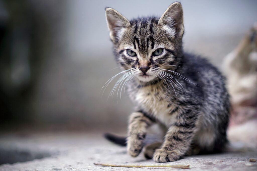 Adorable Striped Kitten with Intense Frown - Cute Wallpaper