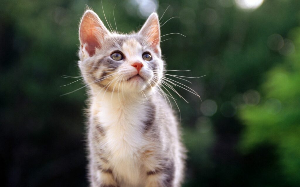 “Adorable Striped Kitten Wallpaper with Serene Green Background”