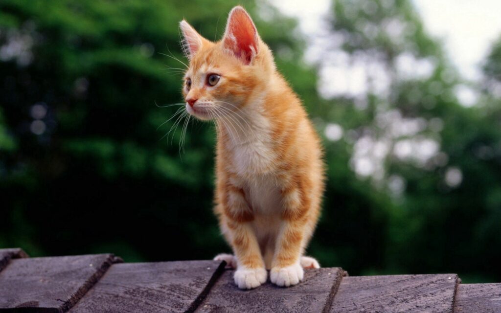 Adorable Striped Kitten on Green Background Wallpaper