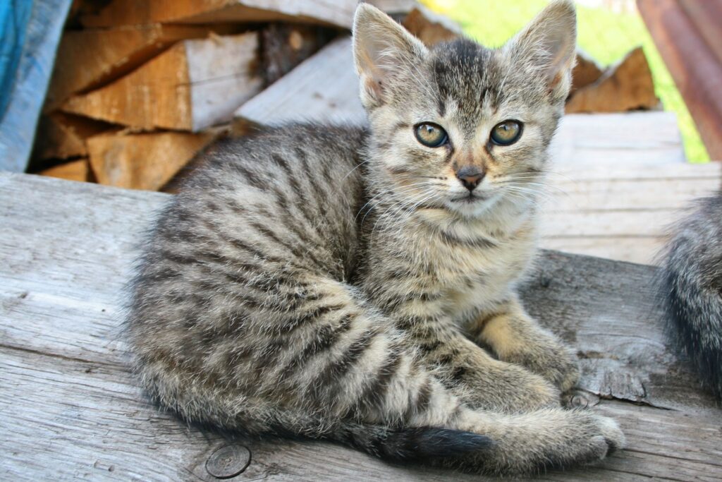 Cute Striped Kitten on Wooden Planks with Rustic Firewood Background Wallpaper