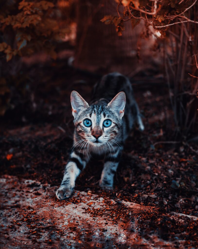 Adorable Striped Kitten with Blue Eyes - Natural Background Wallpaper