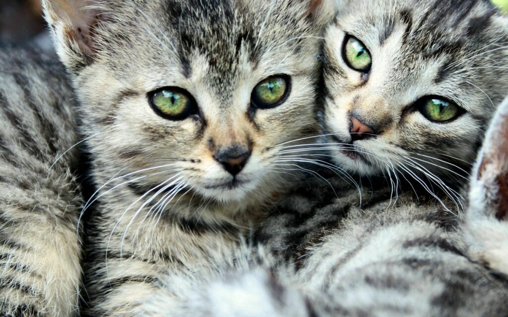 Heartwarming Wallpaper: Cute Striped Kittens Snuggling Together