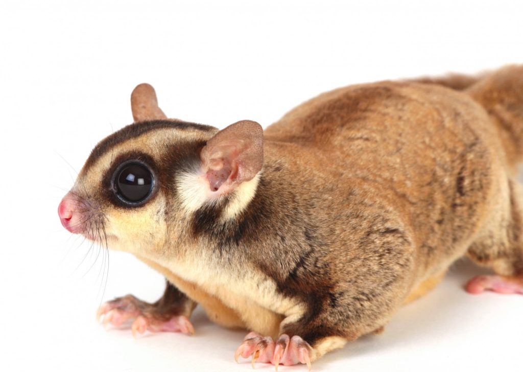 Close-up of a curious sugar glider with large eyes and soft fur on white background wallpaper