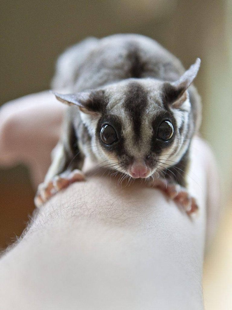 Close-up of an adorable sugar glider with large eyes perched on a human arm in natural light Wallpaper