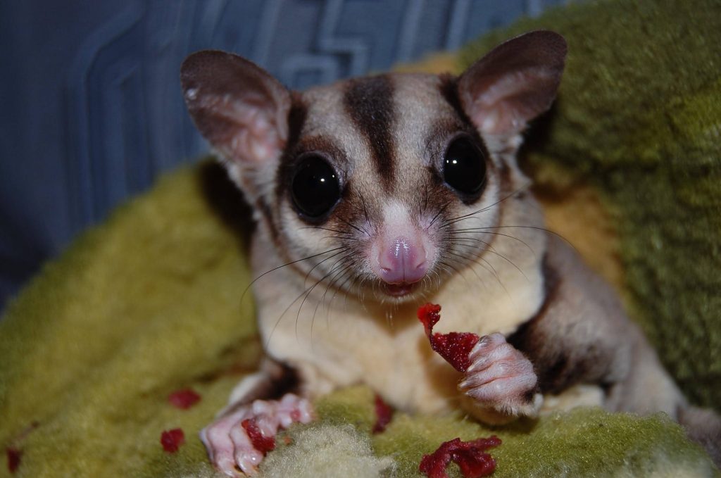 Close-up of a cute sugar glider eating red fruit on green fabric textured wallpaper background