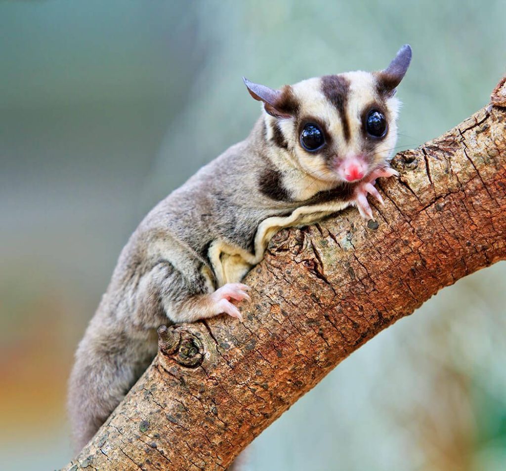 High-resolution Sugar Glider clinging to textured branch with soft forest background wallpaper