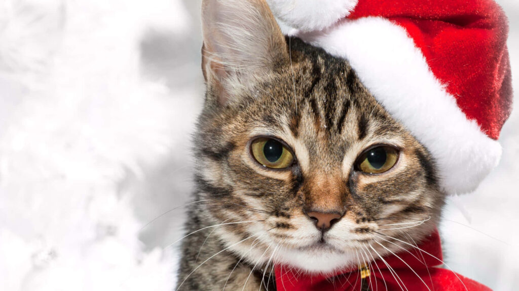 Charming Tabby Cat in Santa Hat - Festive Christmas Wallpaper