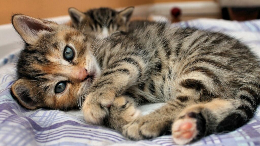 Cozy Tabby Kitten Wallpaper - Adorable 1920x1080 Desktop Background