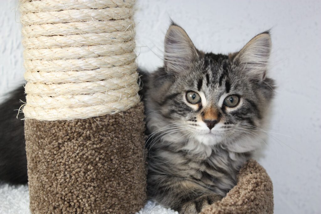 Charming Tabby Kitten by Scratching Post - Cozy Wallpaper