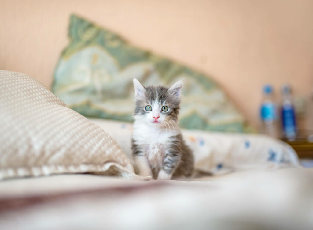 Adorable Tabby Kitten Wallpaper: Charming Profile Picture Background