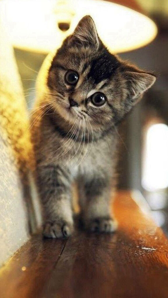Adorable Tabby Kitten Wallpaper: Playful & Innocent Background