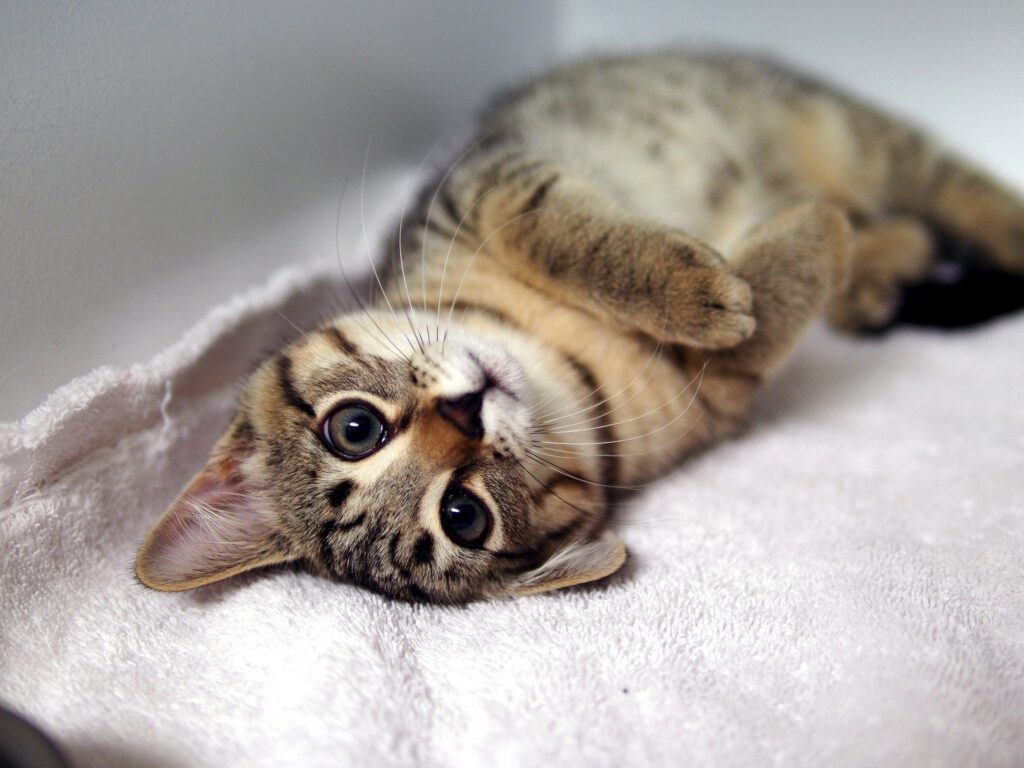 Adorable Tabby Kitten Lying on Back – Soft Fur & Charming Whiskers Wallpaper