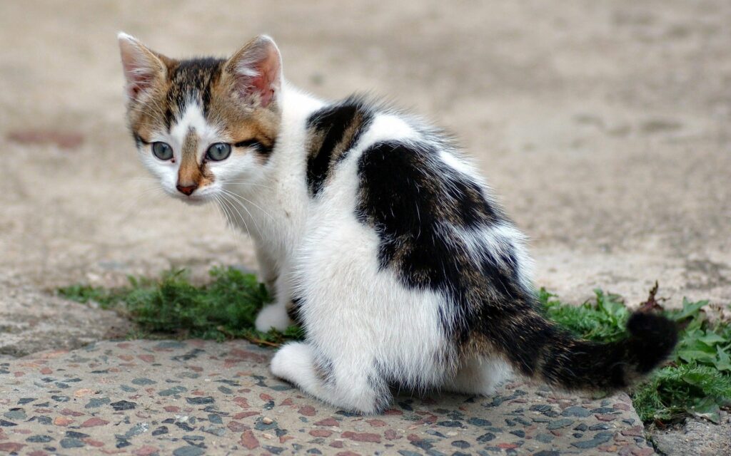 Adorable Tabby Kitten Wallpaper with Serene Brown and White Patterns