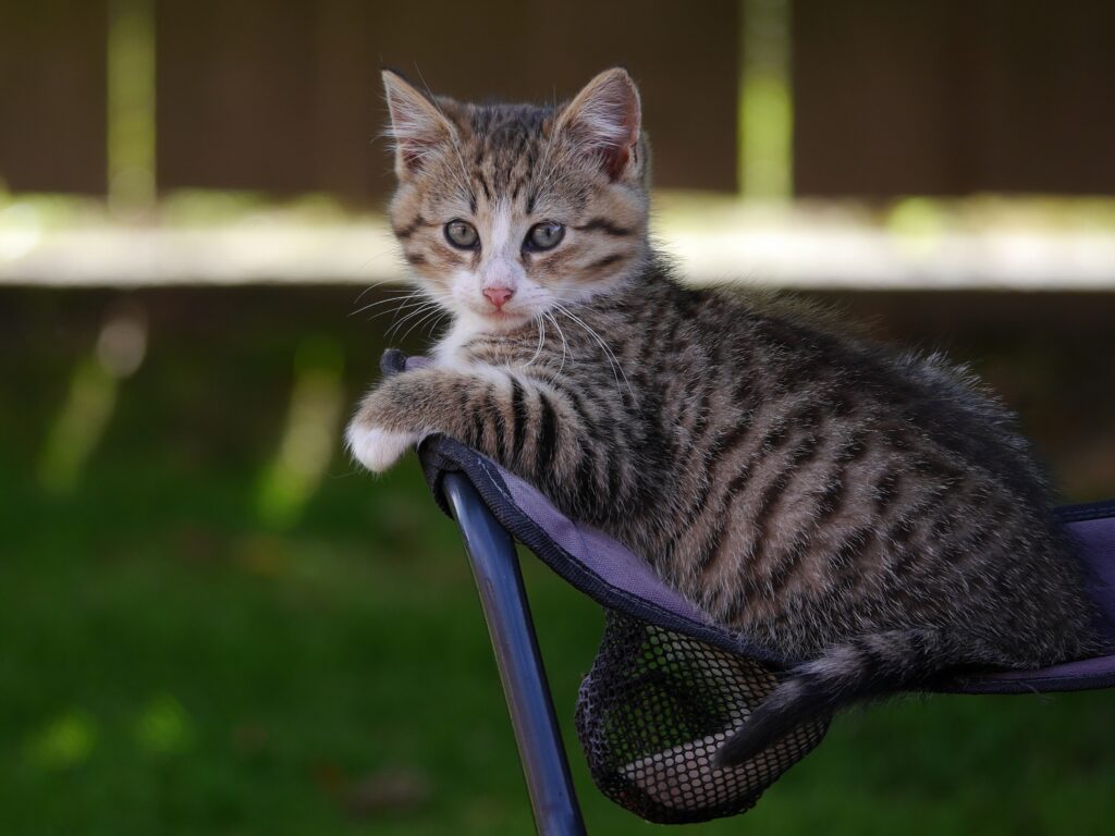 Charming Tabby Kitten on Mesh Chair with Lush Green Background Wallpaper