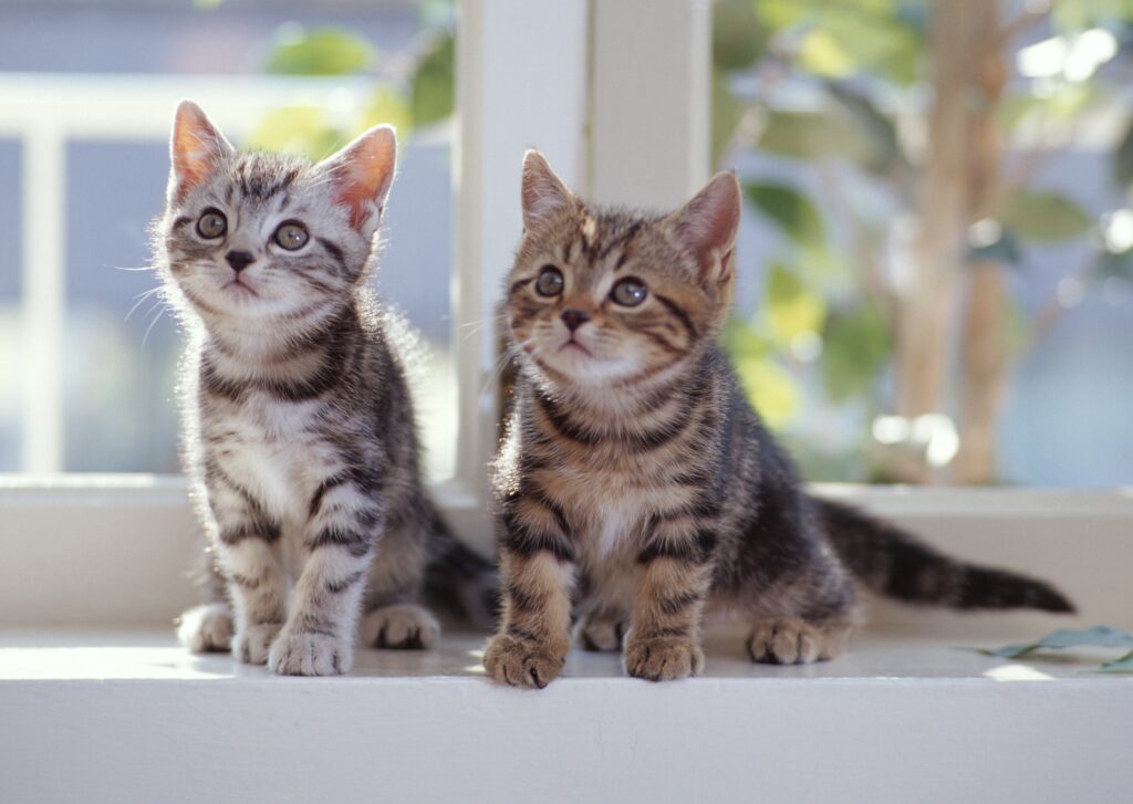 Charming Tabby Kittens Wallpaper - Adorable Window Sill Scene