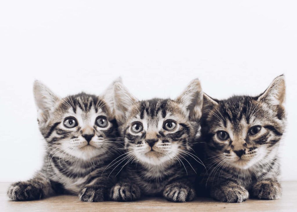Playful Tabby Kittens on Soft Background - Heartwarming Wallpaper