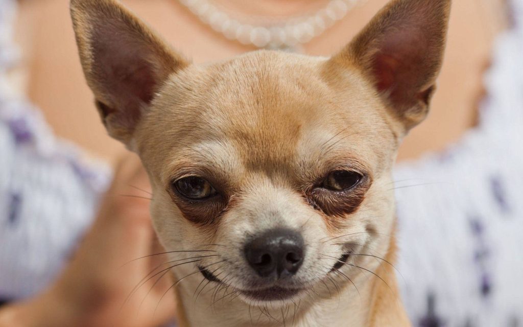 Close-up of tan Chihuahua with squinting eyes and happy derpy expression wallpaper background