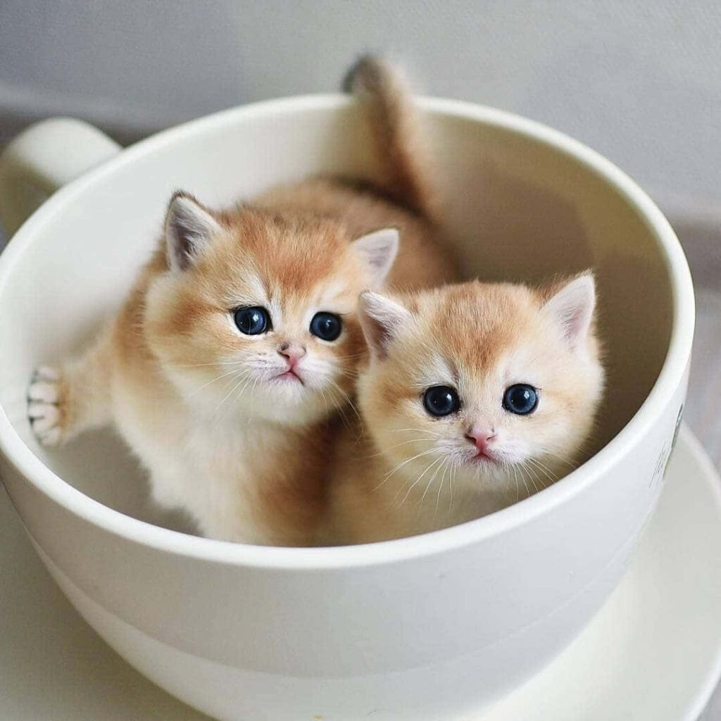 Charming Kittens in Teacup Wallpaper for Cat Lovers