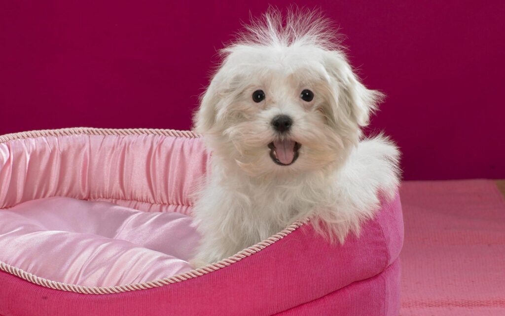 Adorable Terrier in Pink Bed: Playful Curiosity Wallpaper