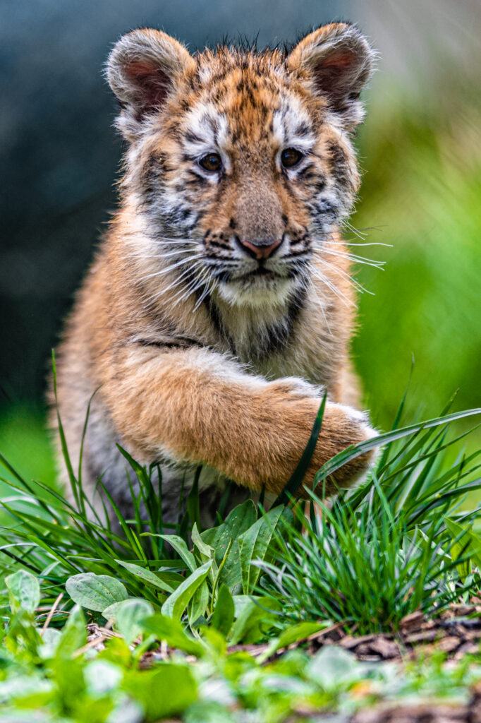 Playful Tiger Cub Explores Lush Green Background: Wildlife Innocence Wallpaper