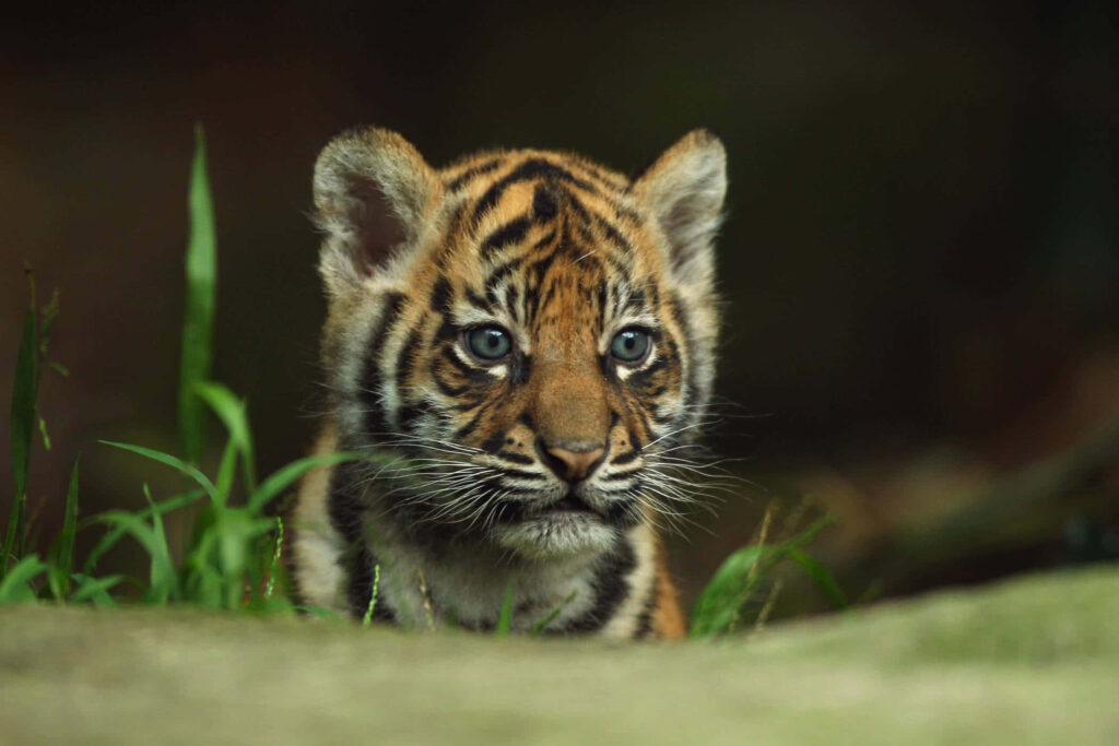Adorable Tiger Cub Peeking Through Green Grass - Tender Wildlife Wallpaper
