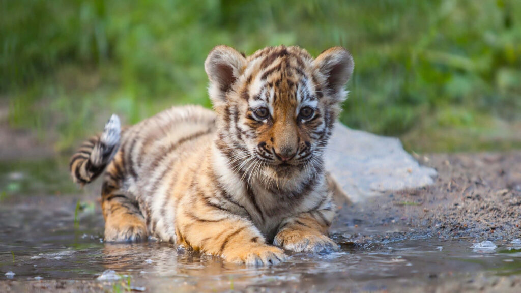 Adorable Tiger Cub Playing in Puddle - Nature Wallpaper Background