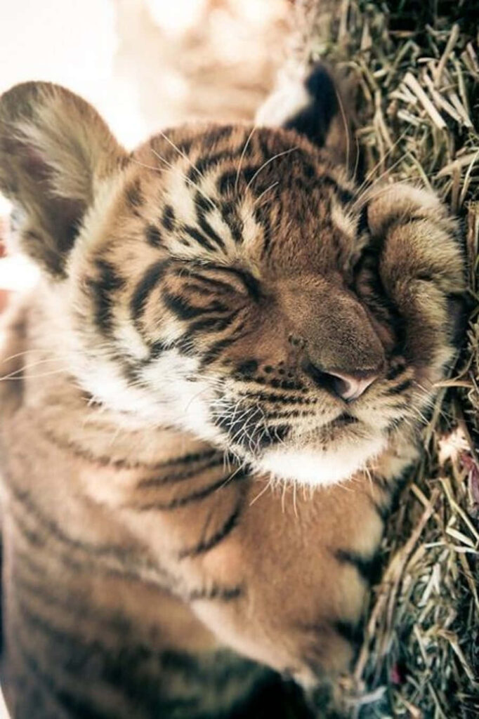 Adorable Tiger Cub Sleeping on Hay - Tranquil Nature Wallpaper